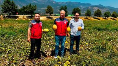 Hatay’ın Kırıkhan Ovası’nda yetiştirilen ve kendine özgü aromasıyla öne çıkan