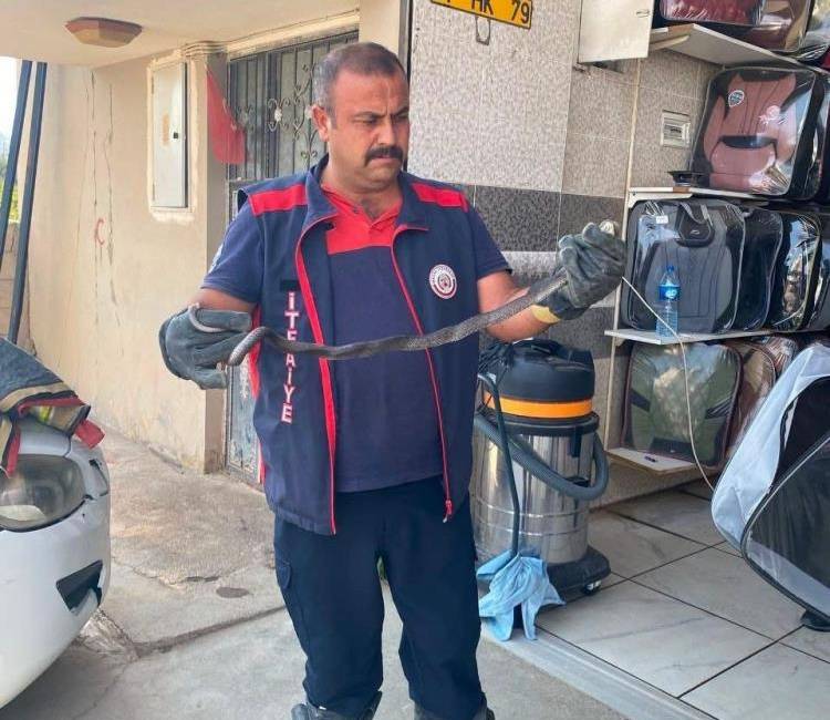 Hatay'da hava sıcaklıklarının artmasıyla birlikte yerleşim alanlarında görülmeye başlayan yılanlar,