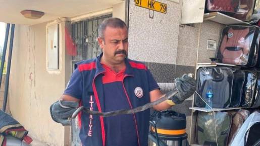 Hatay'da hava sıcaklıklarının artmasıyla birlikte yerleşim alanlarında görülmeye başlayan yılanlar,