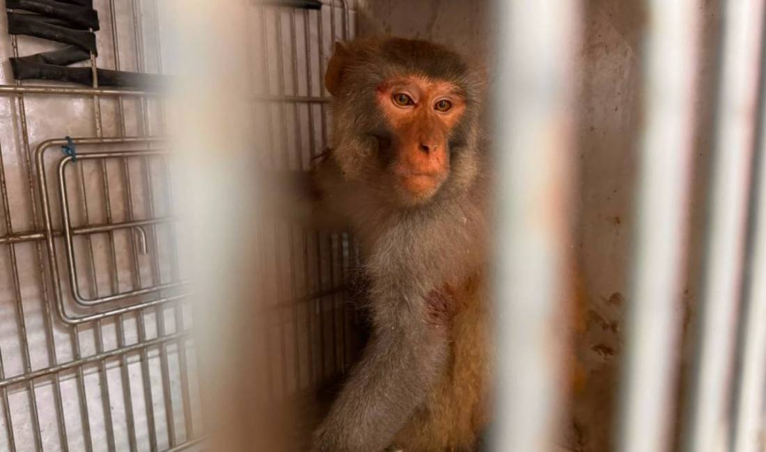 Hatay'ın Antakya ilçesinde sokakta görülen maymun, ekiplerin koordineli çalışmasıyla yakalanarak