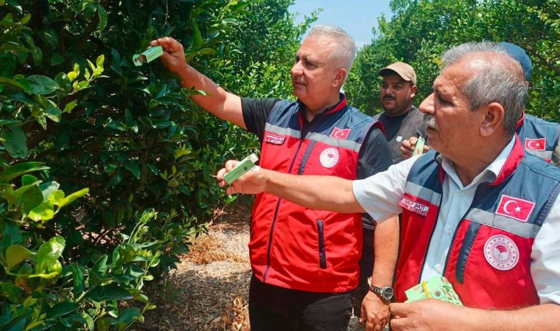 İlimizde narenciye zararlılarıyla etkin ve çevre dostu mücadele kapsamında oluşturulan
