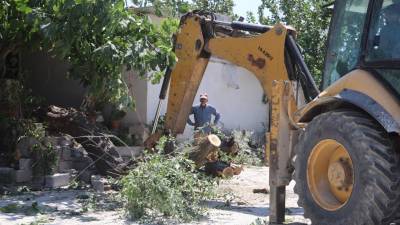 Hatay’ın Antakya ilçesinde evin avlusunda bulunan 16 yıllık ağaç, park