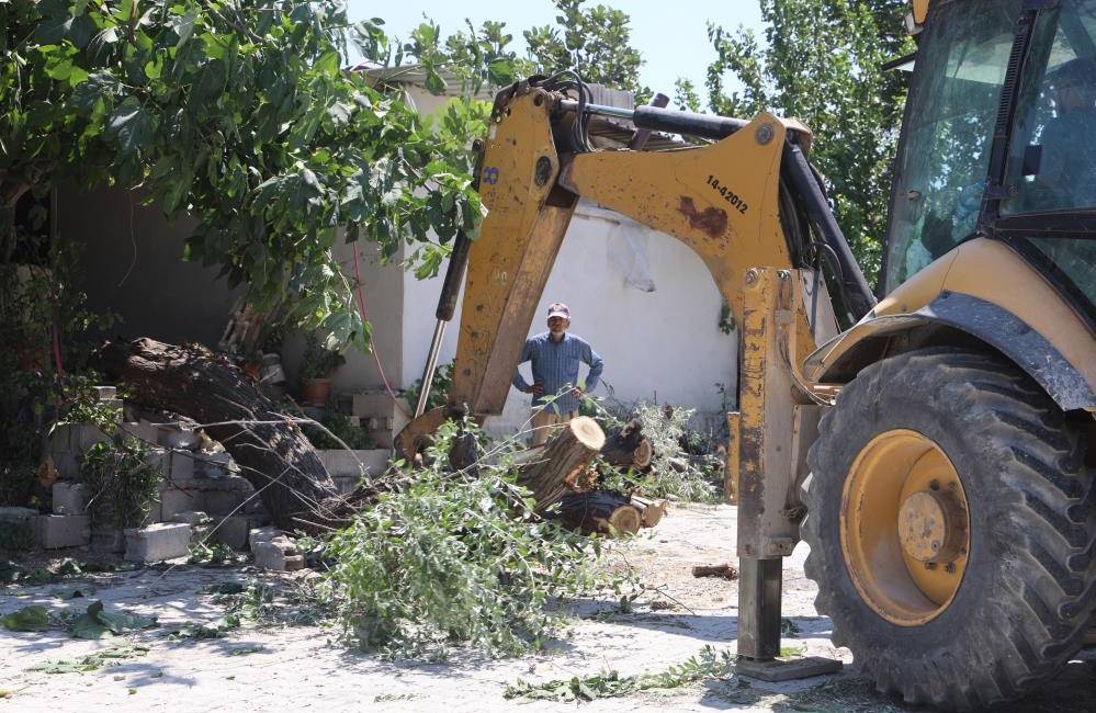 Hatay’ın Antakya ilçesinde evin avlusunda bulunan 16 yıllık ağaç, park