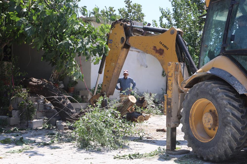 Hatay’ın Antakya ilçesinde evin avlusunda bulunan 16 yıllık ağaç, park