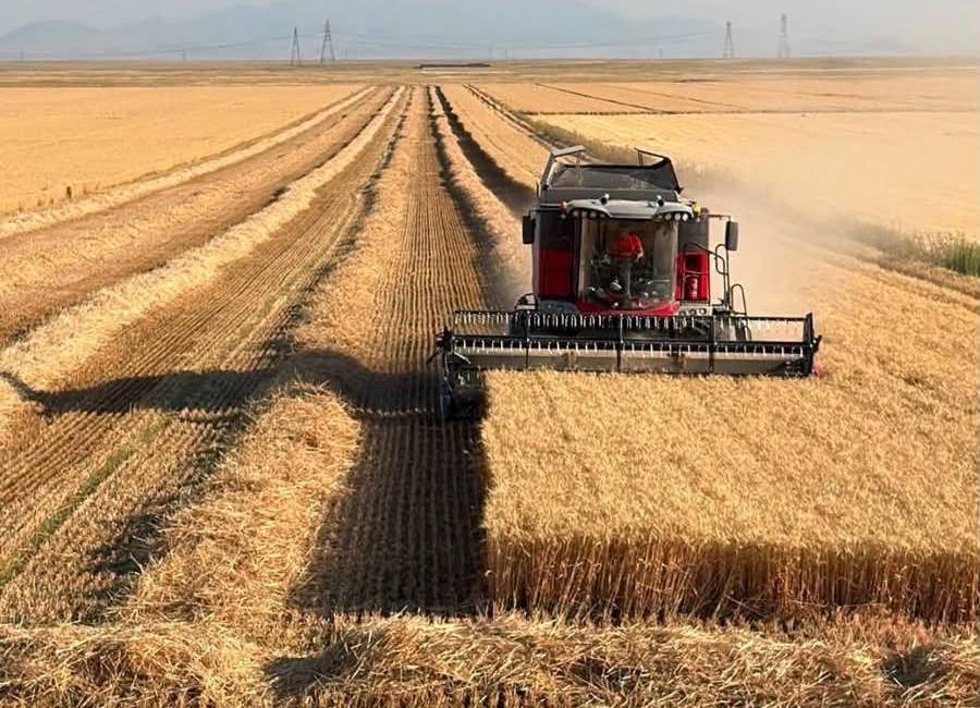 Hububat alımında rekor kırılırken, çiftçi 85 milyar lira alacaklı