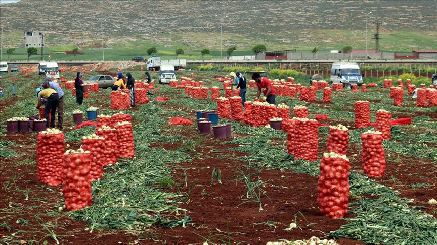Türkiye’de yaygın olarak yetiştirilen kuru soğanın ithalatında uygulanan gümrük vergisi