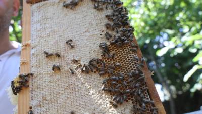 Hatay’da yağışların artırdığı çiçek ve nektar bolluğu sayesinde bal hasadı