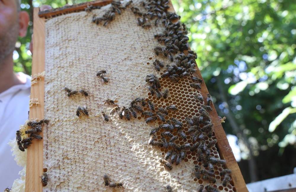 Hatay’da yağışların artırdığı çiçek ve nektar bolluğu sayesinde bal hasadı
