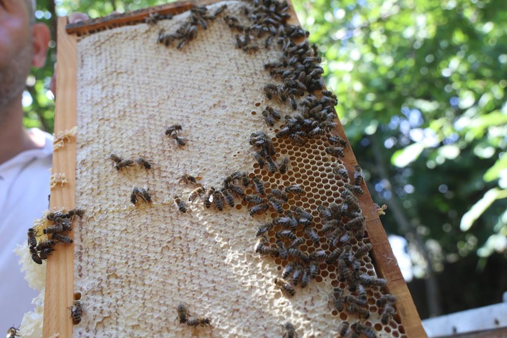 Hatay’da yağışların artırdığı çiçek ve nektar bolluğu sayesinde bal hasadı