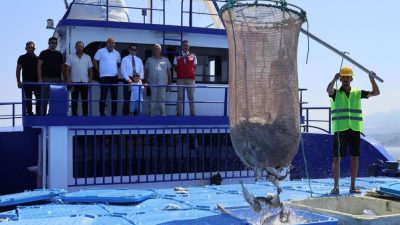 Hatay’ın Arsuz ilçesinde su ürünleri yetiştiriciliğinde yeni sezon hasadı başladı.