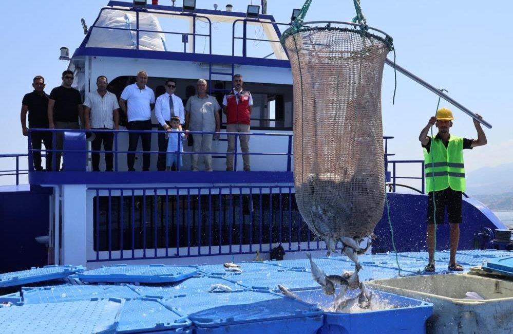Hatay’ın Arsuz ilçesinde su ürünleri yetiştiriciliğinde yeni sezon hasadı başladı.