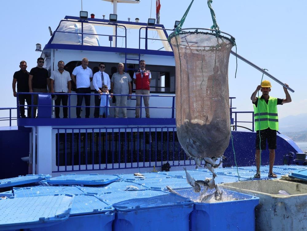 Hatay’ın Arsuz ilçesinde su ürünleri yetiştiriciliğinde yeni sezon hasadı başladı.
