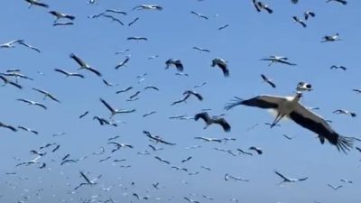Hatay’da gökyüzünü kaplayan yüzlerce leylek, göç yolculukları sırasında oluşturdukları eşsiz
