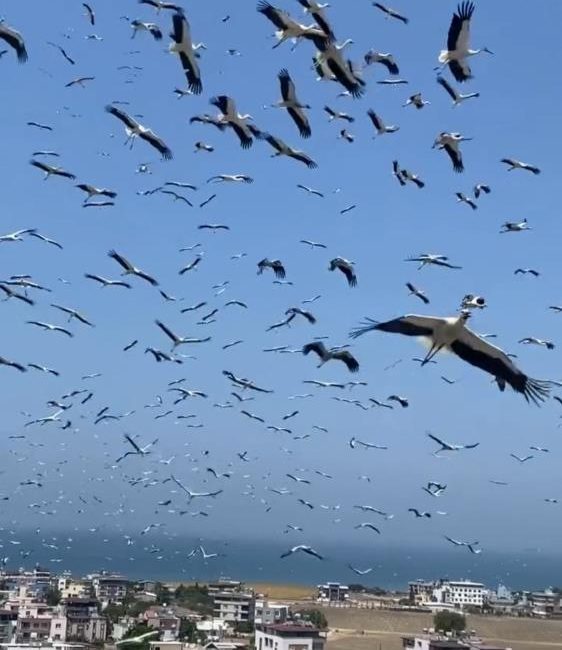 Hatay’da gökyüzünü kaplayan yüzlerce leylek, göç yolculukları sırasında oluşturdukları eşsiz