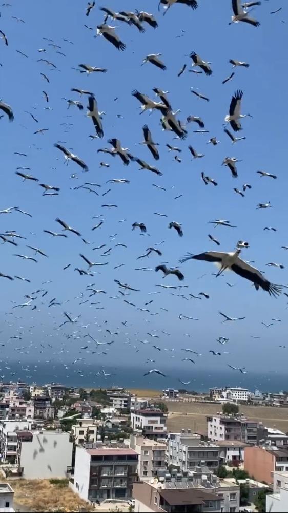Hatay’da gökyüzünü kaplayan yüzlerce leylek, göç yolculukları sırasında oluşturdukları eşsiz