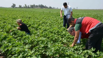 Hatay’da tarımsal üretimin artırılması ve tarım arazilerinin daha verimli kullanılması