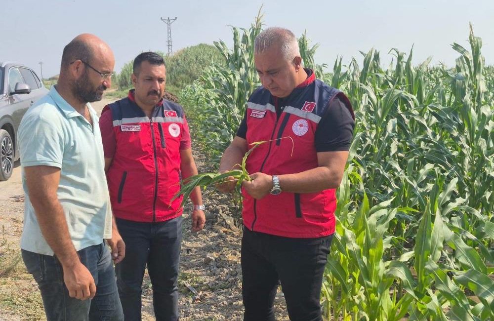 Hatay İl Tarım ve Orman Müdürü Abdurrahman Türkmen, Antakya’da mısır