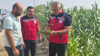 Hatay İl Tarım ve Orman Müdürü Abdurrahman Türkmen, Antakya’da mısır