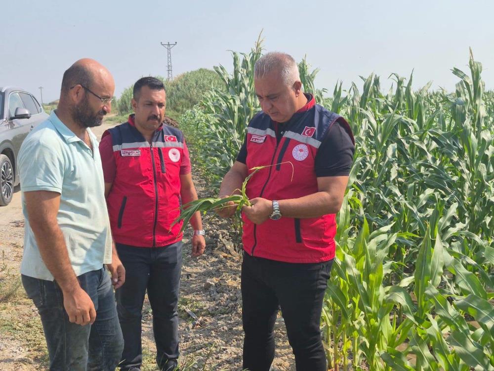 Hatay İl Tarım ve Orman Müdürü Abdurrahman Türkmen, Antakya’da mısır