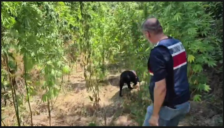 Hatay’ın Samandağ ilçesinde jandarma ekiplerince düzenlenen operasyonda, arazide ekili halde