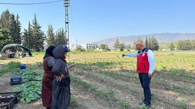 Hatay İl Tarım ve Orman Müdürü Abdurrahman Türkmen, Antakya’da kabak,