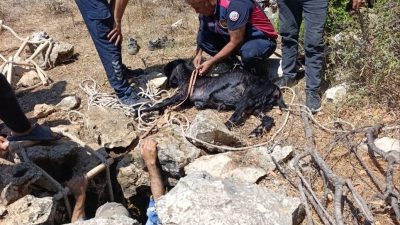 
Hatay’ın Yayladağı ilçesinde kullanılmayan su kuyusuna düşerek mahsur kalan keçi,