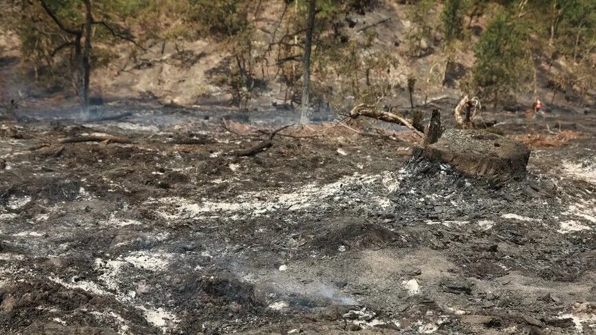 Fransa'nın güneybatısındaki Landes bölgesinde başlayan orman yangını hızla yayılıyor. Luglon