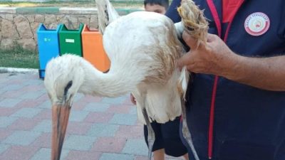 Hatay’ın Reyhanlı ilçesinde kanadından yaralanarak Yenişehir Gölü’nde mahsur kalan leylek,