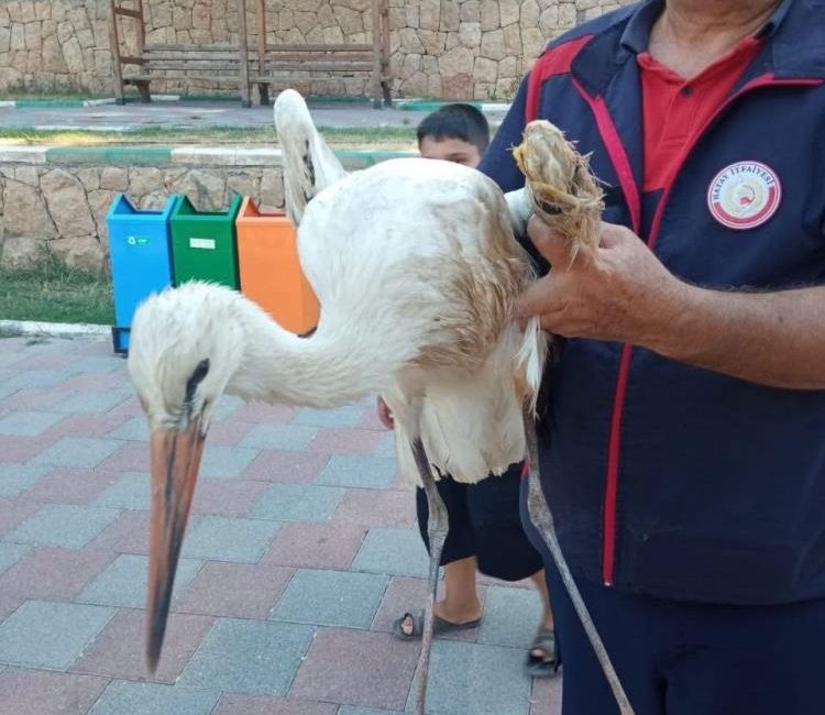 Hatay’ın Reyhanlı ilçesinde kanadından yaralanarak Yenişehir Gölü’nde mahsur kalan leylek,