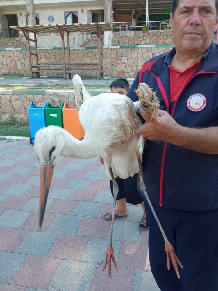 Hatay’ın Reyhanlı ilçesinde kanadından yaralanarak Yenişehir Gölü’nde mahsur kalan leylek,