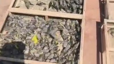 Hatay'da jandarma ekiplerinin Suriye sınırında gerçekleştirdiği denetimde, traktör römorkuna gizlenmiş