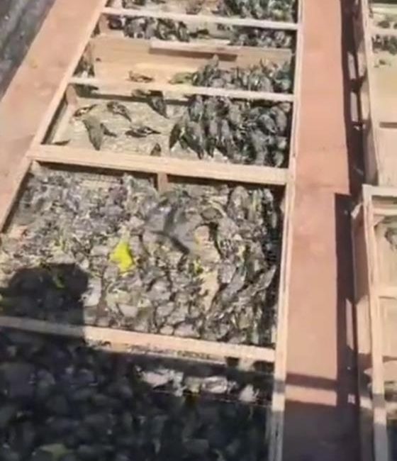 Hatay'da jandarma ekiplerinin Suriye sınırında gerçekleştirdiği denetimde, traktör römorkuna gizlenmiş