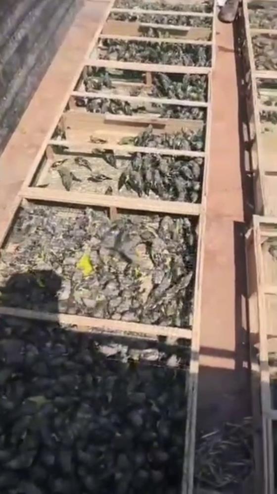 Hatay'da jandarma ekiplerinin Suriye sınırında gerçekleştirdiği denetimde, traktör römorkuna gizlenmiş