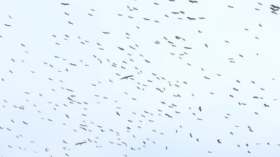 Hatay’ın Payas ilçesinde, sonbahar öncesi güneye doğru göç etmeye başlayan