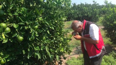 Hatay’ın Erzin ilçesinde narenciye üretim alanlarında bitki sağlığının korunması amacıyla