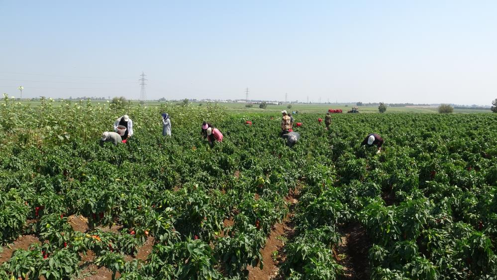 Hatay’ın Amik Ovası’nda kapya biber hasadı başladı. Hava sıcaklığının 40