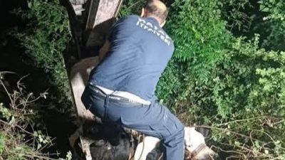 Hatay'ın İskenderun ilçesinde uçuruma düşerek mahsur kalan bir inek, ekiplerin