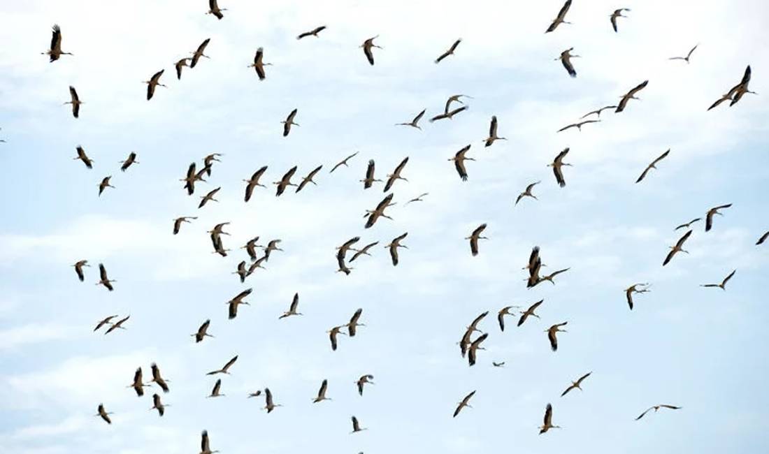 Türkiye, yaklaşık 500 farklı kuş türüne ev sahipliği yaparken, göçmen