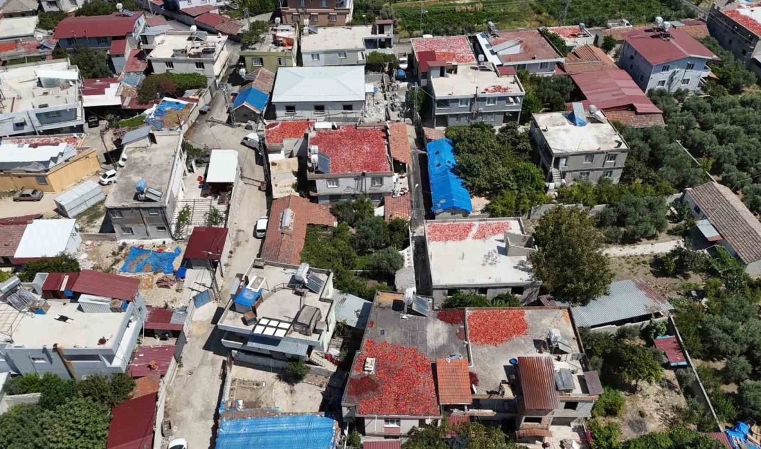 Hatay’da tarlalardan hasat edilen kapya biberler, kavurucu sıcak ve yakan