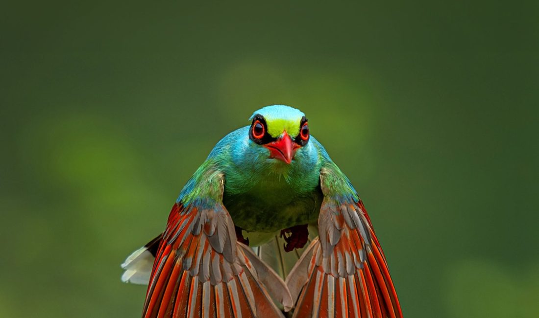BirdLife International tarafından Kenya’da düzenlenen Küresel Göç Yolları Zirvesi’nde yayımlanan