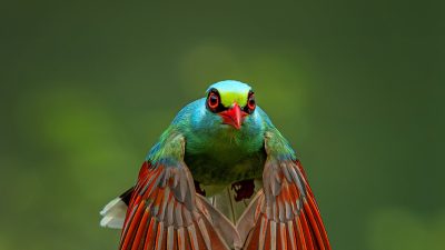 BirdLife International tarafından Kenya’da düzenlenen Küresel Göç Yolları Zirvesi’nde yayımlanan