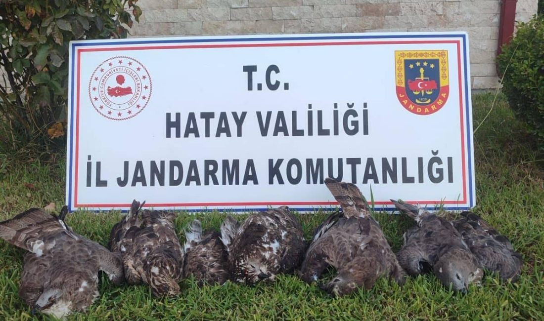 Hatay’da koruma altında bulunan 7 arı şahininin avlanmasıyla ilgili yürütülen