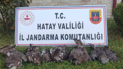 Hatay’da koruma altında bulunan 7 arı şahininin avlanmasıyla ilgili yürütülen