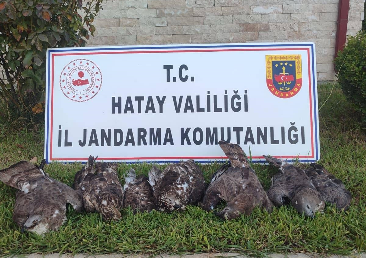 Hatay’da koruma altında bulunan 7 arı şahininin avlanmasıyla ilgili yürütülen