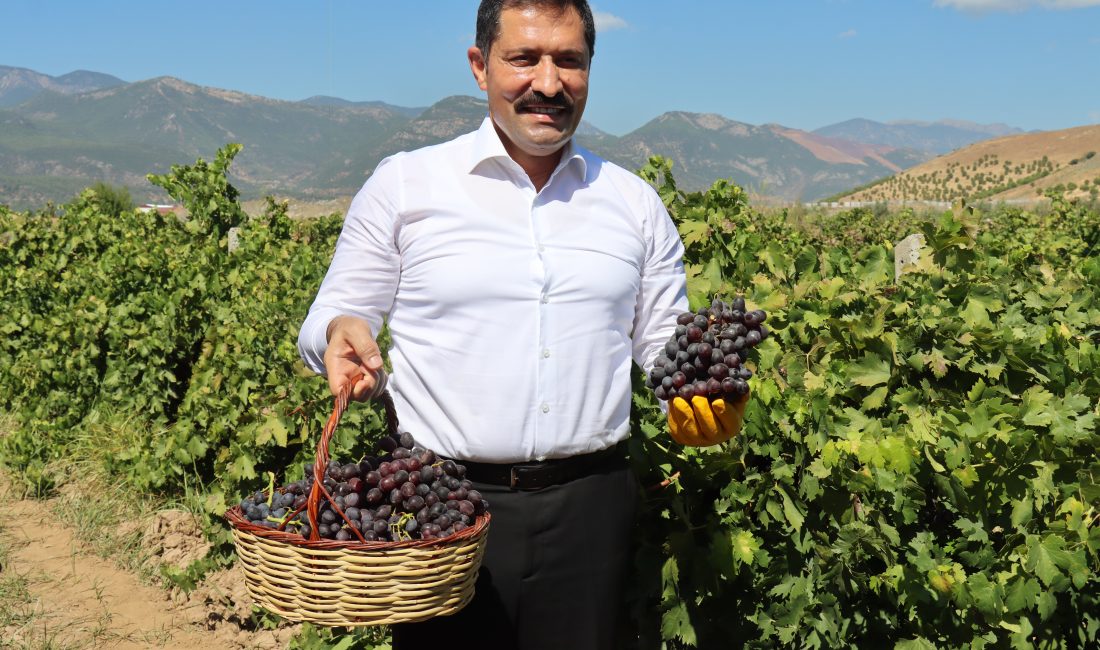 Hatay genelinde yaklaşık 50 bin dekarlık alanda yetiştirilen üzümde bağ