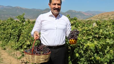 Hatay genelinde yaklaşık 50 bin dekarlık alanda yetiştirilen üzümde bağ