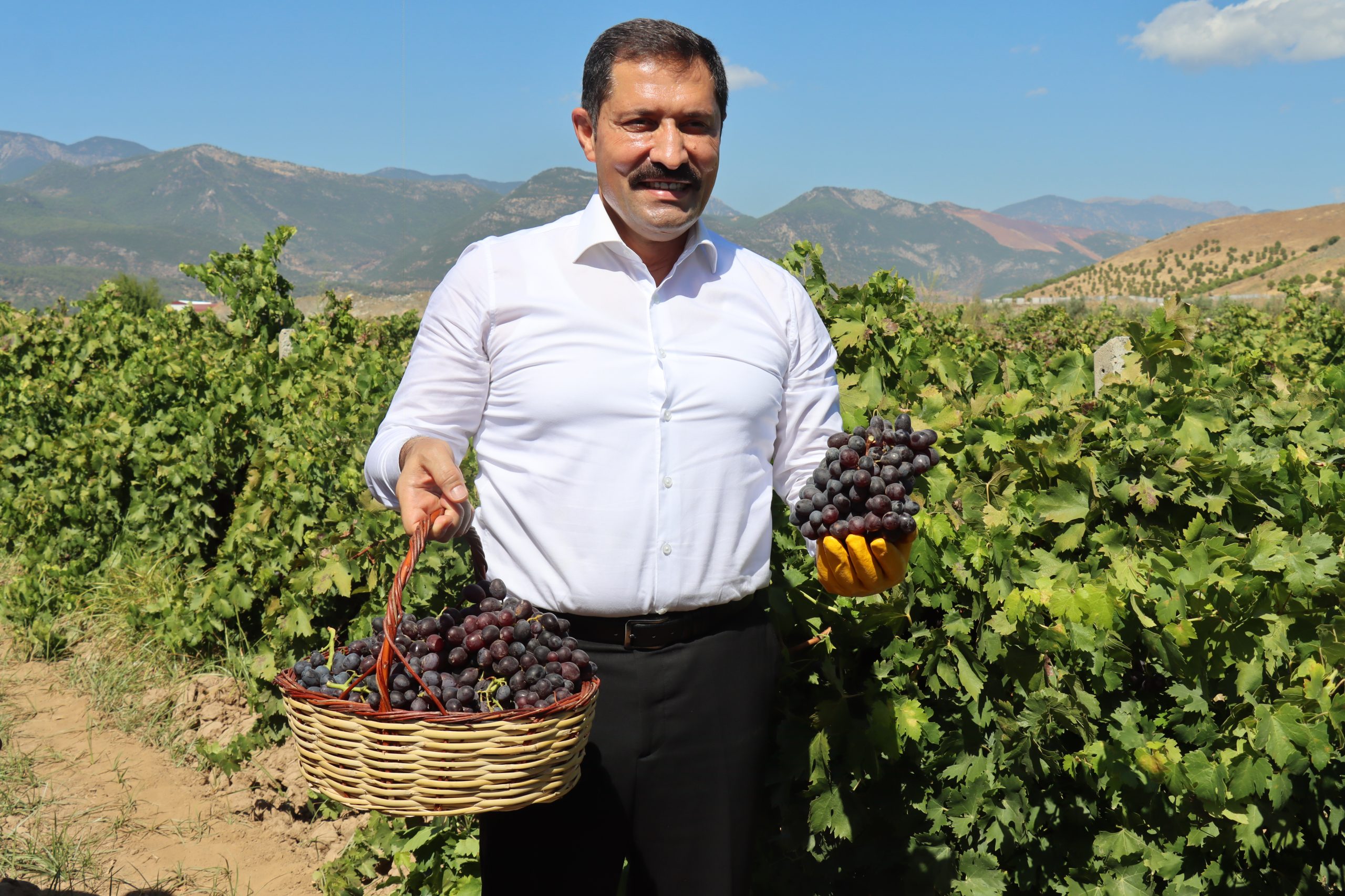Hatay genelinde yaklaşık 50 bin dekarlık alanda yetiştirilen üzümde bağ