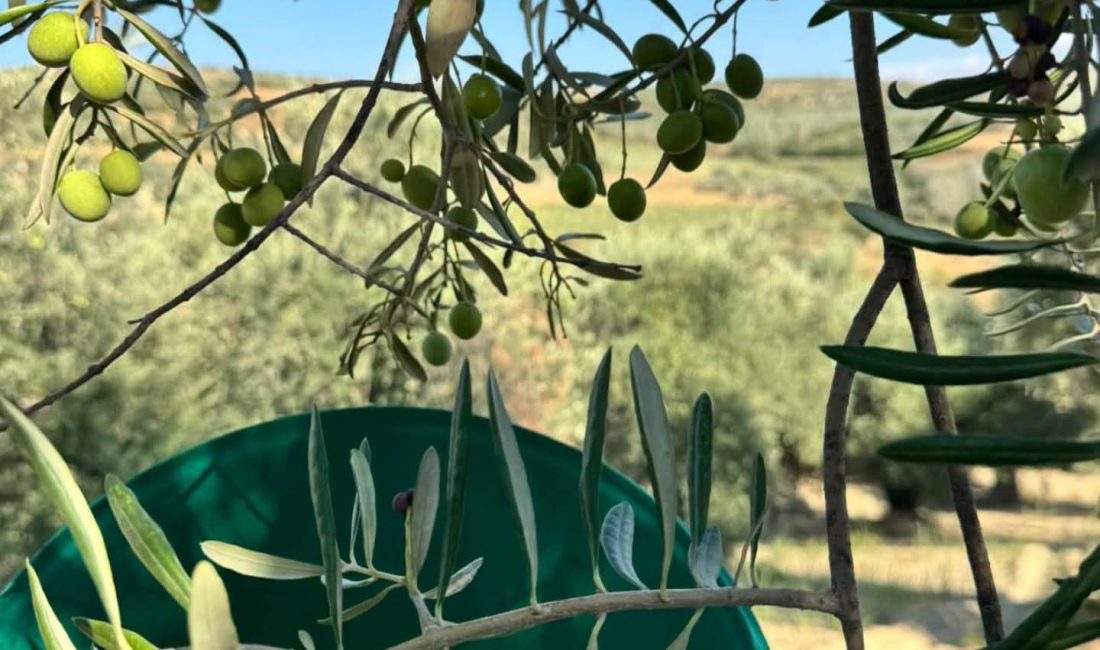 Hatay’ın zeytin üretiminde öne çıkan ilçelerinden Altınözü’nde Halhalı zeytin hasadı