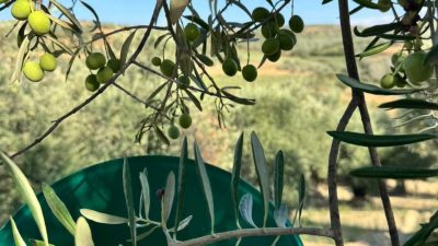 Hatay’ın zeytin üretiminde öne çıkan ilçelerinden Altınözü’nde Halhalı zeytin hasadı