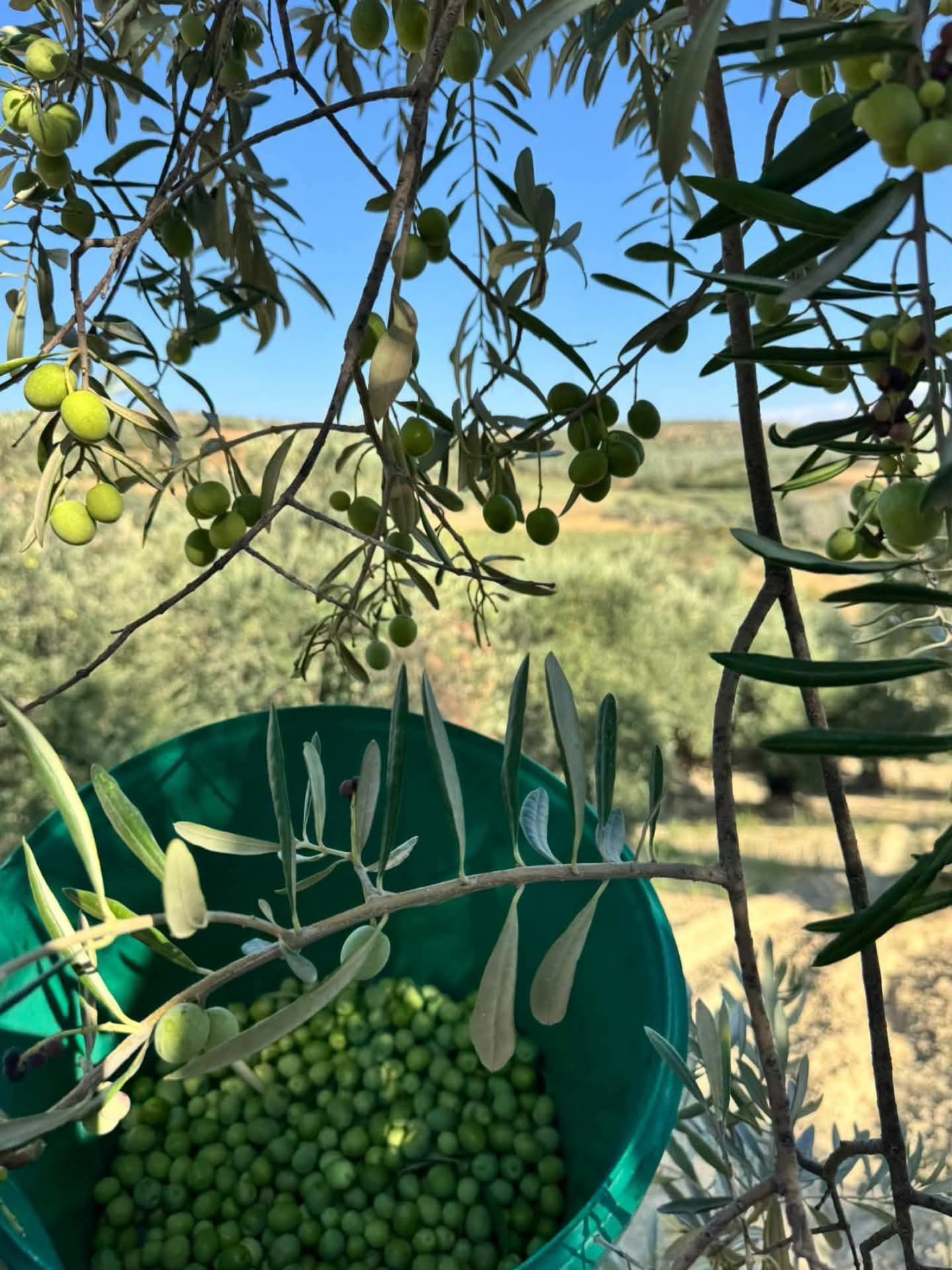 Hatay’ın zeytin üretiminde öne çıkan ilçelerinden Altınözü’nde Halhalı zeytin hasadı